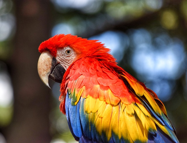 červený papoušek
