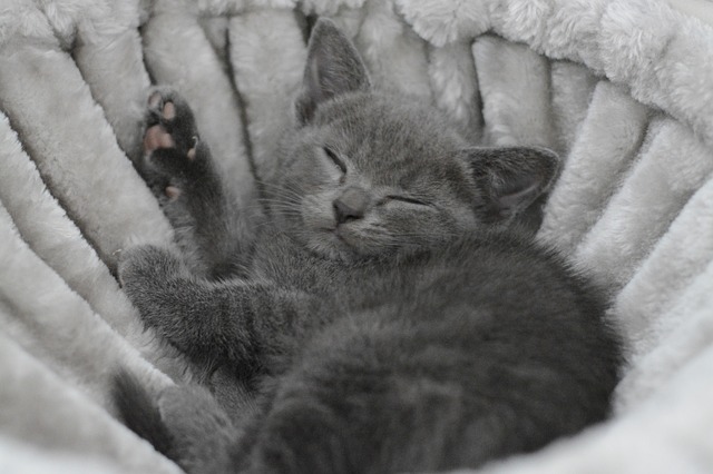 Britské modré kotě